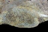 Polished Dinosaur Bone (Gembone) Section - Colorado #96427-1